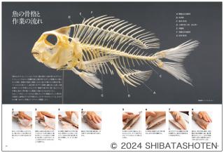 魚のおろし方（見本）